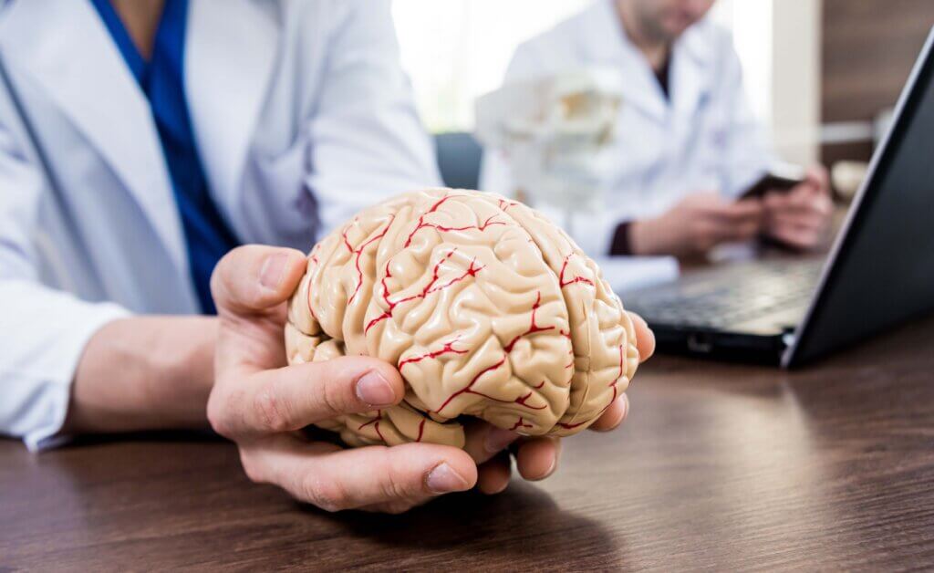 Eye doctor holding a 3D model of a brain